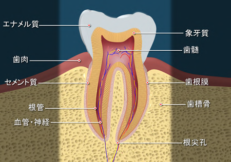 歯内診療＿厚木のアツギトレリス歯科